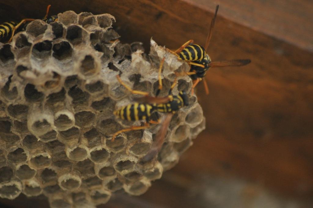 Polistes indaffarate su un nido dismesso